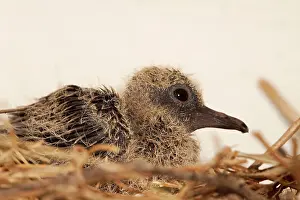 Doves: Mourning Dove young