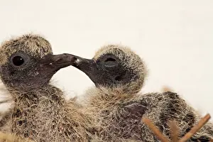 Zenaida: Mourning Dove young in nest