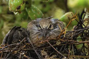 Cholla: Mourning dove, Zenaida macroura, Nestling on nest, after rai