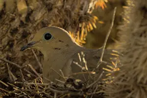 Cholla: Mourning dove (Zenaida macroura), on nest in cholla cactus, (