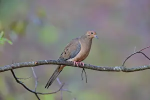 Doves: Mourning Dove Zenaida macroura Mourning Dove Zenai