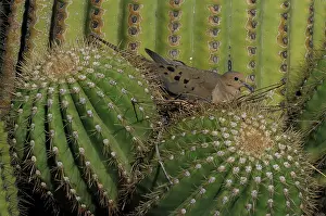 Saguaro: Mourning Dove (Zenaida macroura) - On nest in Saguaro Cactus