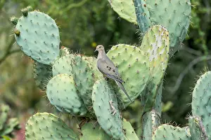 Zenaida: Mourning Dove (Zenaida macroura) on Prickly Pear