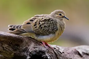 Starr: Mourning Dove (Zenaida macroura) resting