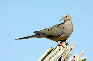 Zenaida: Mourning Dove (Zenaida macrouris)