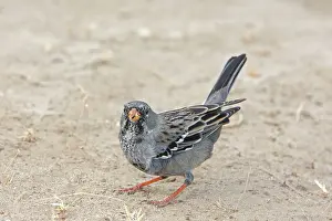 Phrygilus: Mourning Sierra-finch