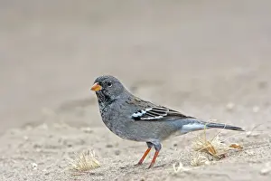 Phrygilus: Mourning Sierra-finch