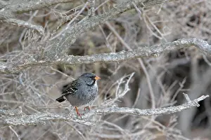 Phrygilus: Mourning Sierra-finch