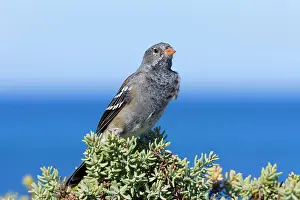 Phrygilus: Mourning Sierra Finch - adult female sitting on