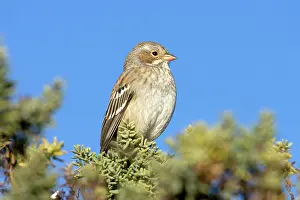 Phrygilus: Mourning Sierra Finch, Female