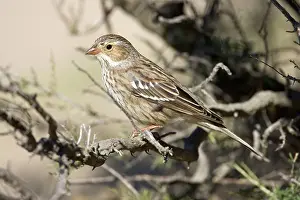 Phrygilus: Mourning Sierra Finch, Female