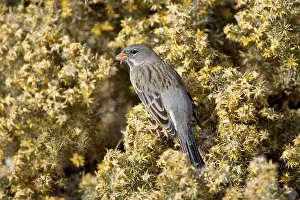 Phrygilus: Mourning Sierra Finch - Female - Feeding on seeds