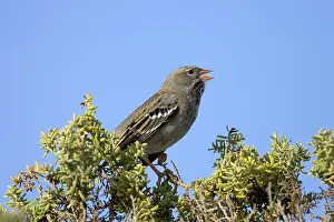 Phrygilus: Mourning Sierra Finch - Male, winter plumage