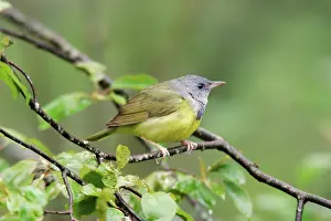 Philadelphia: Mourning Warbler