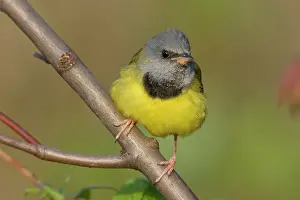 Philadelphia: Mourning Warbler