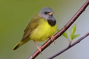 Philadelphia: Mourning Warbler