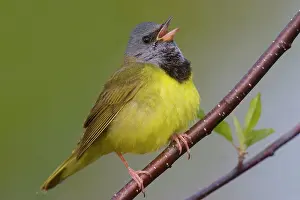Philadelphia: Mourning Warbler