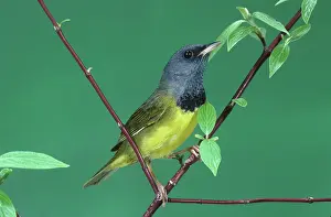 Philadelphia: Mourning Warbler