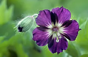 Widow: Mourning widow