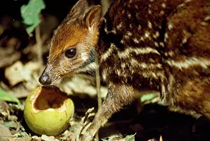 Aquaticus: Mouse Deer / Water Chevrotain - eating fruit dropped