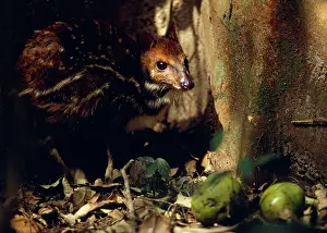 Aquaticus: Mouse Deer / Water Chevrotain eating fruit dropped