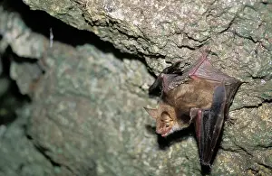 Myotis: Mouse-eared Bat in a cave