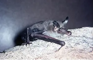 Bats: MOUSE-EARED BAT - clinging to rock