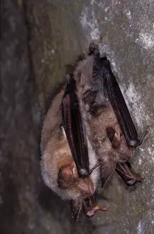 Hibernating: Mouse-eared Bat - with Daubenton's Bat (Myotis