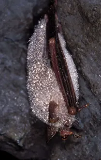 Hibernating: Mouse-eared Bat - with dew - hibernation at cave