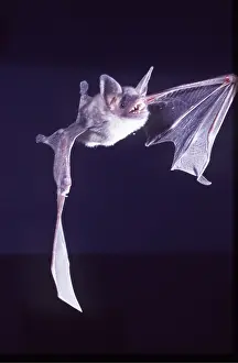 Bats: MOUSE EARED BAT - in flight