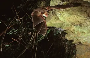 Myotis: Mouse-eared bat flying into a cave (old iron mine)