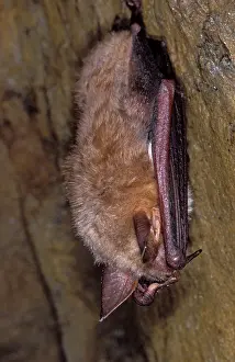 Hibernating: Mouse-eared Bat - hibernation at cave