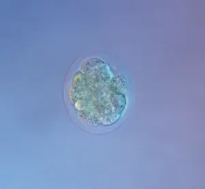 Mouse Embryo at Eight Cell Stage