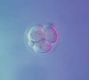 Micro: Mouse Embryo at Four Cell Stage & a Polar Body