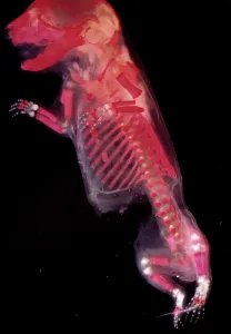 Lifecycle: Mouse Embryo - red dye to show bones