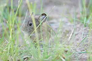 Indians: Mouse Hare