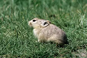 Pikas: Mouse Hare / Pika