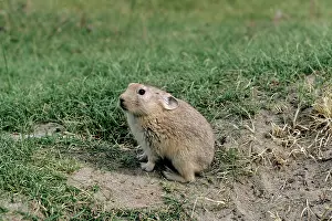 Pikas: Mouse Hare / Pika - by burrow opening