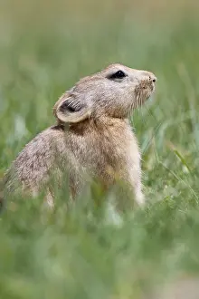 Indians: Mouse Hare / Plateau Pika (Black-lipped pika)