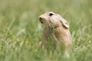 Indians: Mouse Hare / Plateau Pika (Black-lipped pika)
