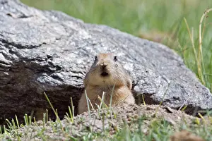 Indians: Mouse hare / Plateau pika (Black-lipped pika) at