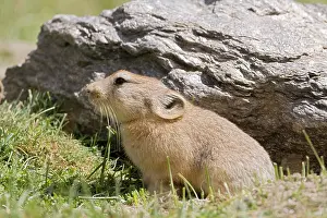 Indians: Mouse Hare / Plateau Pika (Black-lipped pika) at