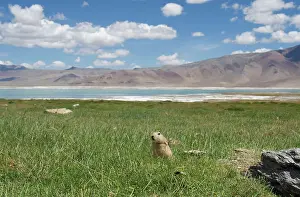 Indians: Mouse Hare / Plateau Pika / Black-lipped Pika