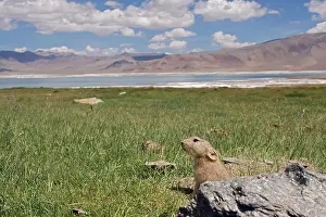 Indians: Mouse Hare / Plateau Pika / Black-lipped Pika -