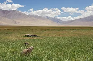 Indians: Mouse Hare / Plateau Pika / Black-lipped Pika