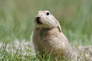 Indians: Mouse hare / Plateau pika (Black-lipped pika)