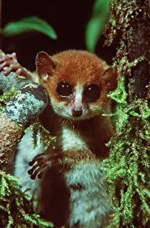 Murinus: Mouse LEMUR