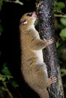 Licks: MOUSE LEMUR LICKS TREE BARK