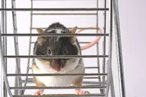 Hamster: Mouse playing in a wheel