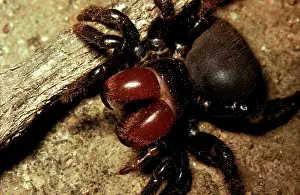 Insignis: Mouse spider
